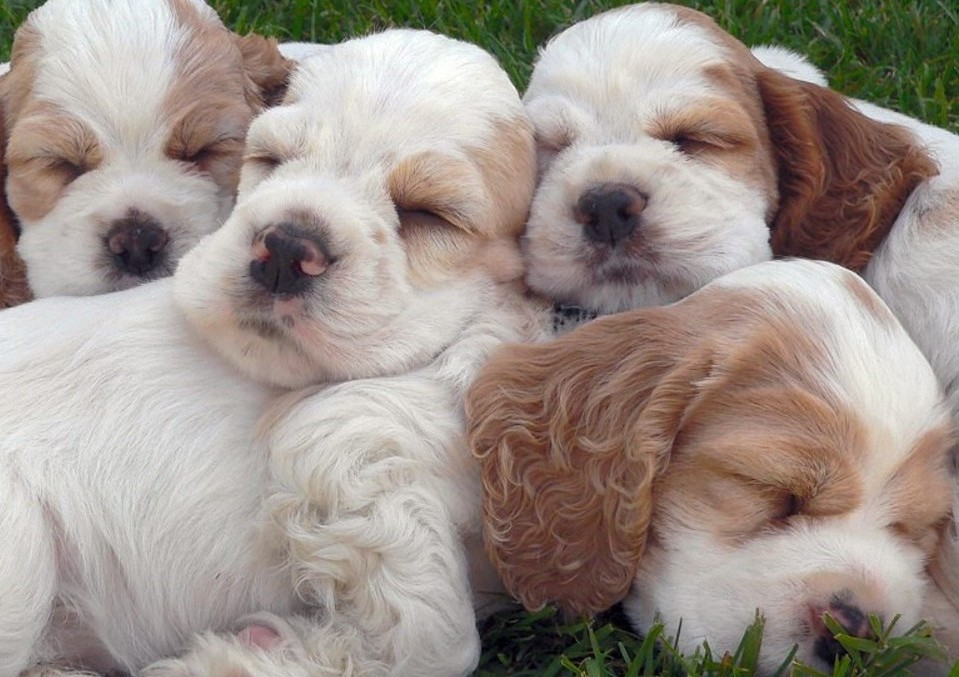 english cocker spaniel puppies