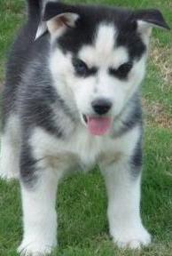 female siberian husky