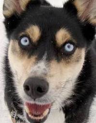 alaskan husky