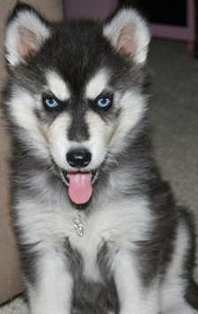 cute female husky