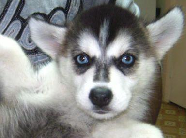 female alaskan husky puppy