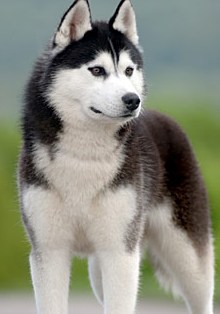 female husky