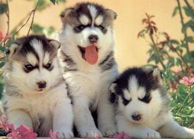 female siberian huskies