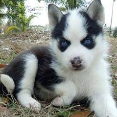 siberian husky picture