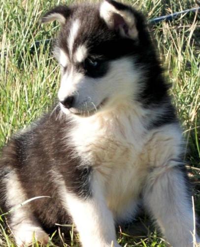 giant alaskan malamute puppies