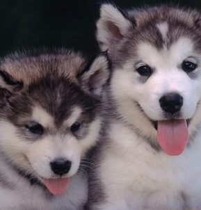 giant alaskan malamute puppy