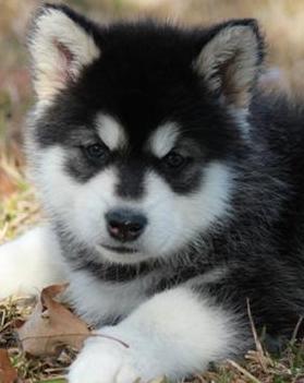 giant alaskan puppies