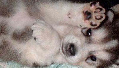 giant malamute puppies