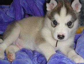 giant malamute puppy