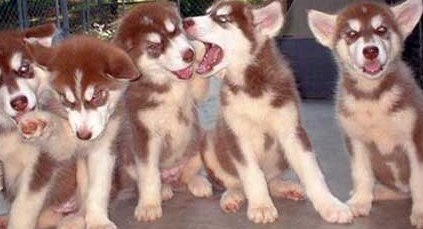 red alaskan malamute puppies