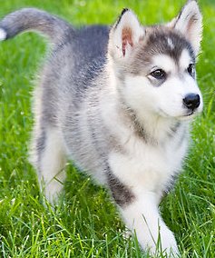 cute giant malamute puppy