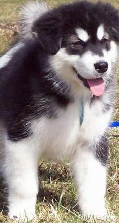 malamute puppy