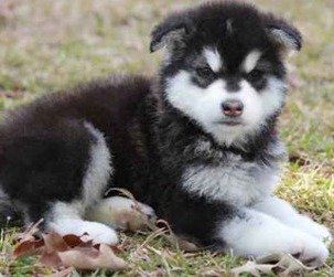 malamute