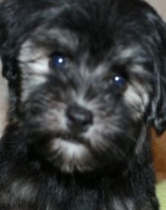 black havanese