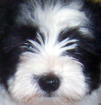 cute havanese puppy