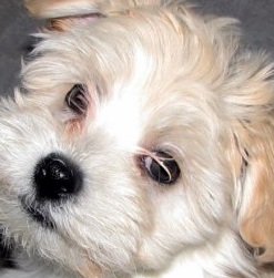 havanese dog