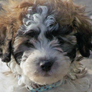 havanese picture