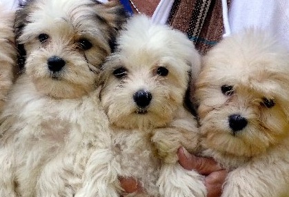 havanese puppies