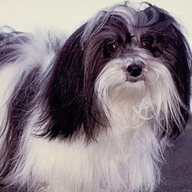 havanese puppy picture