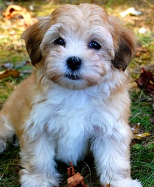 havanese puppy