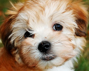 red havanese puppy