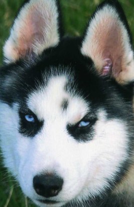 black husky dogs