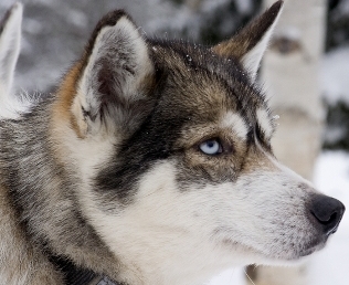 grey husky dogs