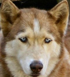 red husky dog