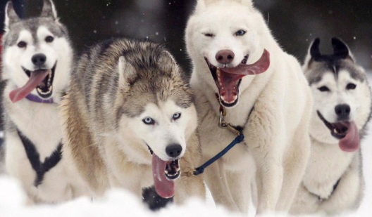 white husky dogs