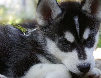 black husky mix puppy