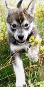 cute husky mix