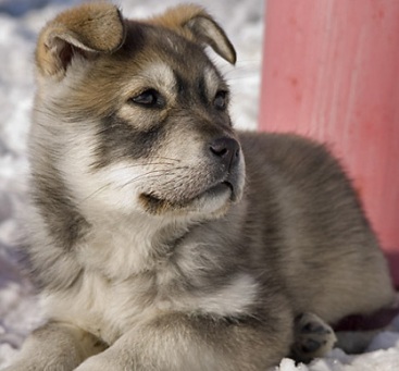 grey husky mix puppies