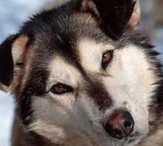 husky puppy mix