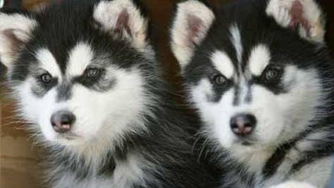 black husky puppies