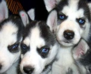 blue eye husky puppies