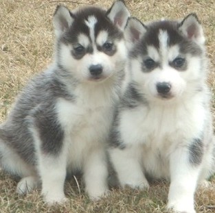 cute husky puppies