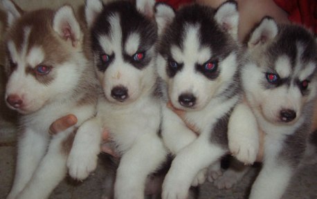 husky puppies for sale