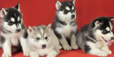 husky puppies