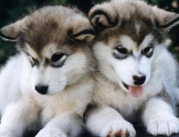 male husky puppies