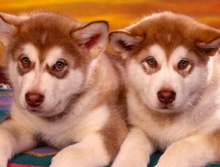 red husky puppies