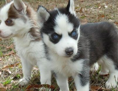 small husky puppies