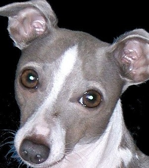 cute italian greyhound