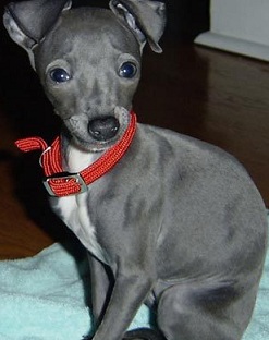 grey italian greyhound puppy