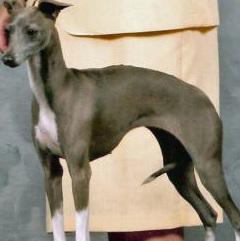 greyhound puppy