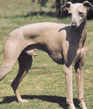 italian greyhound dog