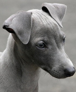 italian greyhound picture