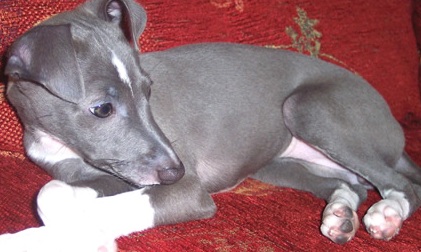 italian greyhound puppies