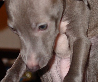 italian greyhound puppy