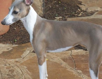 italian greyhounds