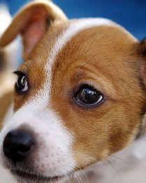 jack russell puppy